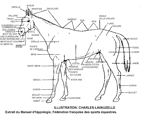 Galop 1 de cavalier : Anatomie du cheval (Hippologie)